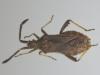 Coriomeris sp.